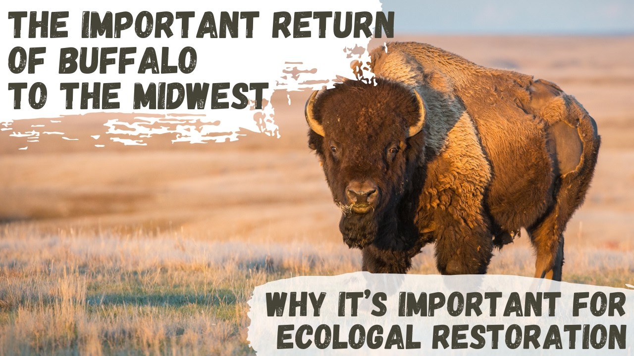 Great American Bison & Ecological Restoration - YouTube