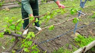 Восстановление виноградника после заморозков (2 часть)