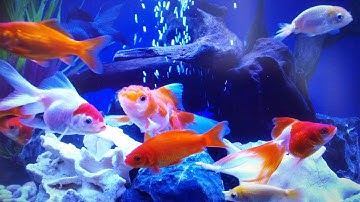 【4K】ただ金魚が泳いでいる動画 癒し healing  Just a video of a goldfish swimming 4K. 夏/涼しい