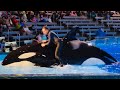 Omg 😱 biggest whale 🐳 stund on water 💦 #orca #killerwhale #viral #video #youtube #youtubeshorts