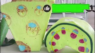 видео: Өсімдіктің ұлпалары түзуші және жабын#ұлпа түрлері#жабын# тірек#меристема#перицикл#эпидерма#cуберин картинка: Өсімдіктің ұлпалары түзуші және жабын#ұлпа түрлері#жабын# тірек#меристема#перицикл#эпидерма#cуберин