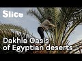 The oasis in the most feared desert of egypt  slice