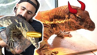 Meet our Giant lizards! The MOST ANGRY vs MOST FRIENDLY