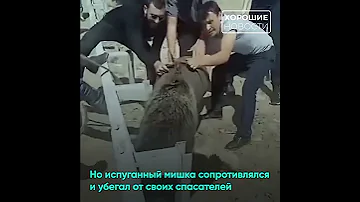 Очевидцы спасли застрявшего медведя