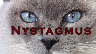 Cat’s eyes quiver and shake – Nystagmus - Blue Point Siamese by Cat Pause 54,010 views 9 years ago 47 seconds