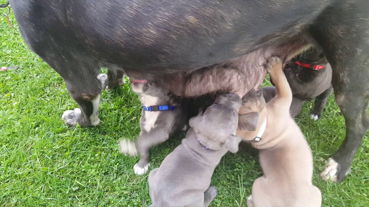 Puppyfindercom Cane Corso Youtube