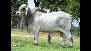 Mr. HMC Polled 44/1 (P) 