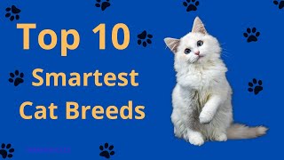 Unbelievable: The Top 10 Smartest Cats You Need To See! |Cat Breeds |Smart Cat |intelligent cats