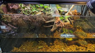 Turtle Tank Build!!! Paludarium with an underwater cave for Common Musk Turtle. Bioactive terrarium