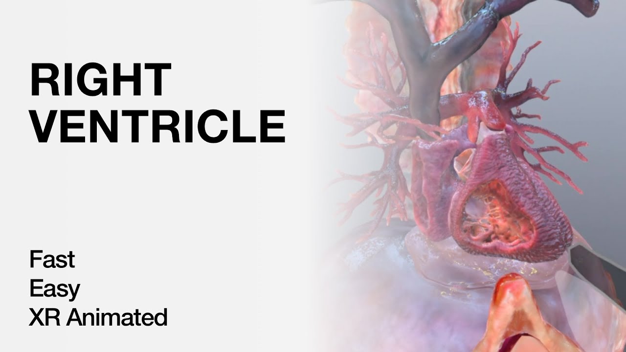 Right Ventricle Anatomy - Explained in Mixed Reality - YouTube