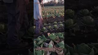 "Cabbage Growth Hack! Farmer's Strategic Leaf Piercing Technique 🥬🔪 | Agricultural Wisdom"