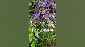 Любимые цветы Турции