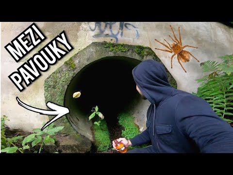 Video: Jak se zbavím pavouků v mém procházení prostoru?