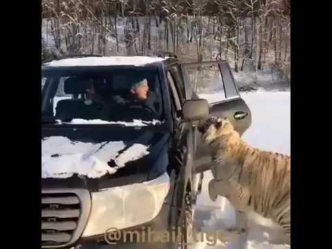 Тигренок в машине