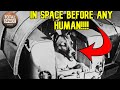 Laika - The First Living Animal in Space!