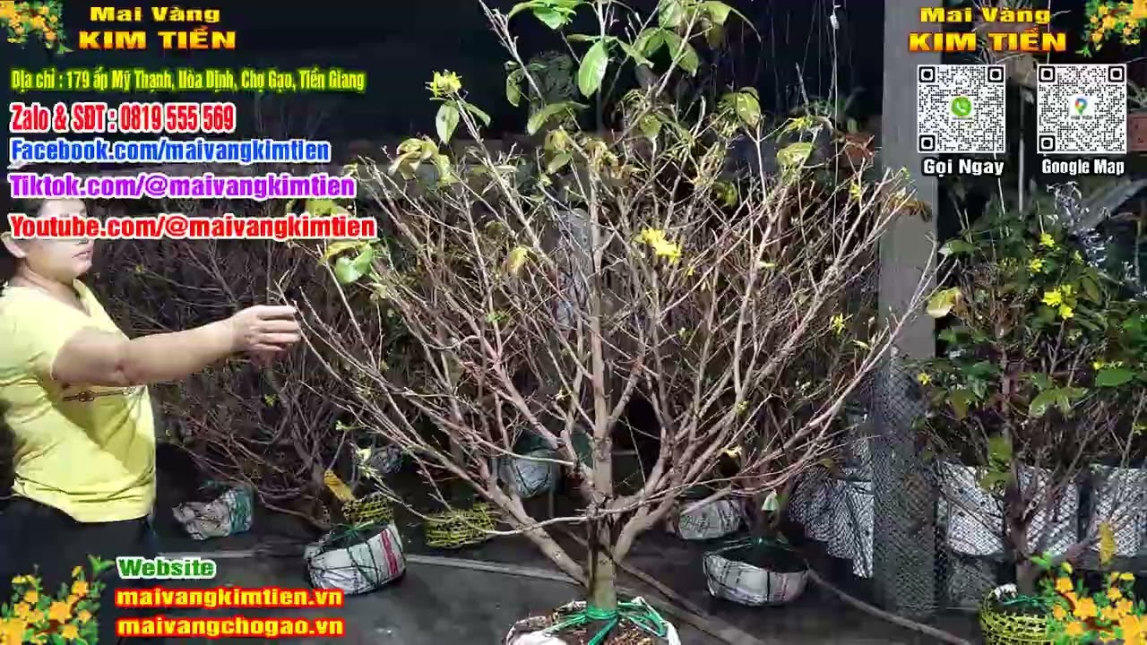 Phôi Mai Thủ Đức Giá Rẻ Bao Ship Bao Sống Toàn Quốc - Mai Vàng Kim Tiền Chợ Gạo