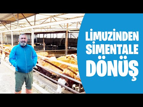 Limuzinden Simental'e Dönüş | Eşref Şekerli