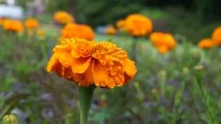 Nex-5R: MP4