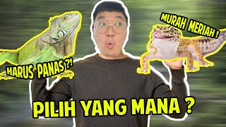 GECKO VS IGUANA ! PILIH MANA ?