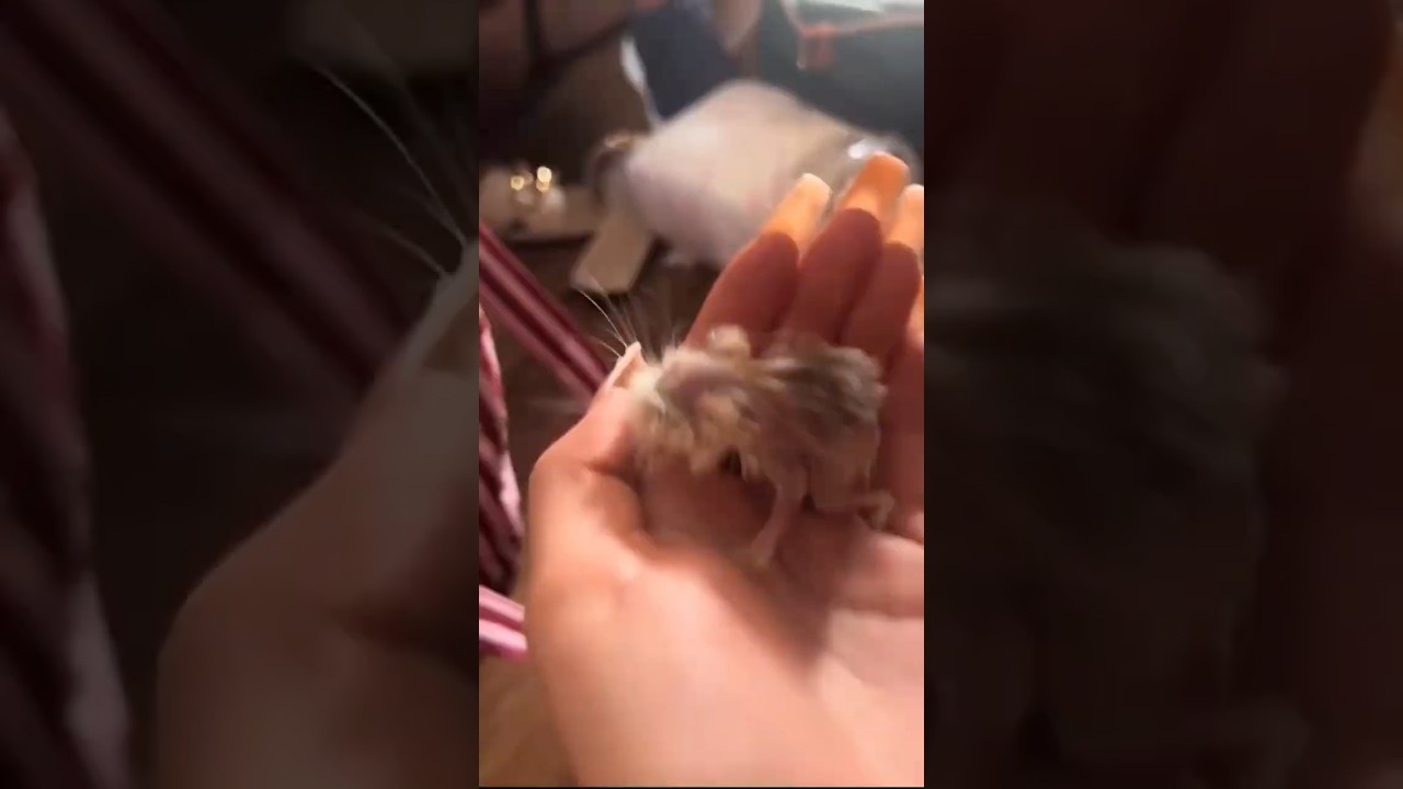 The world's oldest hamster living