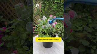 Tips For Fertilizing Roses Properly namrose rose roses