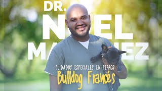 CUIDADOS ESPECIALES EN PERROS Bulldog Francés.