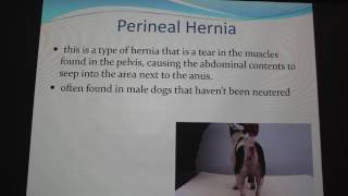 Hernias in Pets