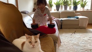 さっきまで一緒に遊んでいたのに急にほっとかれて困惑する実家猫 スコティッシュ A cat that is suddenly neglected by my daughter