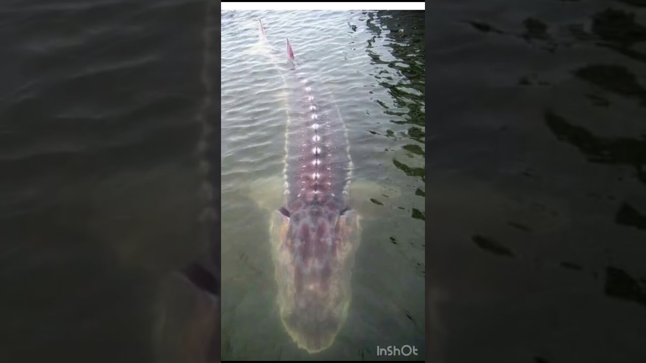 Biggest Sturgeon In The World Caught On Camera