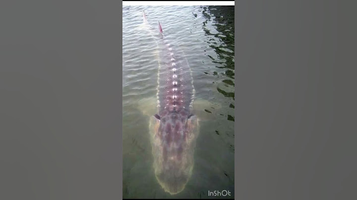Biggest sturgeon in the world caught on camera