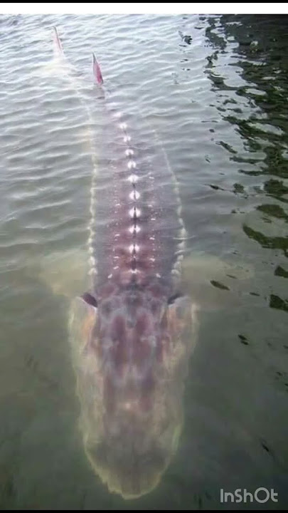 Biggest sturgeon in the world caught on camera