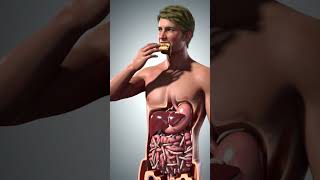 What Happens To Your Stomach After Eating Junk Food? 3D Human Body Animation