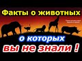 Факты о животных О которых вы не знали Познавательное видео