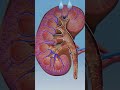 💧 Say Goodbye to Kidney Stones Naturally! 🌿 | Homeopathy Healing Secrets 💊✨
