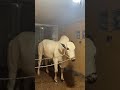 #fatehjangi #cow #qurbanvlogs #bull #trending #shorts #qurbani #reels #shortvideo #animals