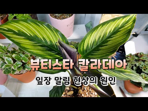 뷰티스타 칼라데아의 잎이 돌돌 말리는 현상 ,   냉해 ? 물마름 ?#다육이를부탁해