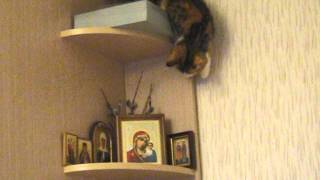 Смешное Видео с Кошкой)) Кошка тянется за вербой и ... падает. Смешное Видео с Кошкой)) Кошка тянется за вербой и ... падает.