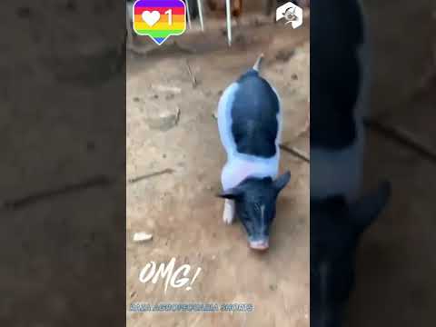 Video: Cerdo Señorial
