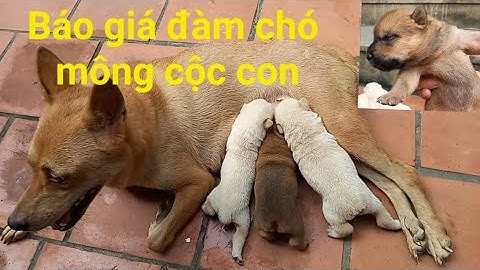 báo giá đàn chó mông cộc con vàng cháy và vàng kem