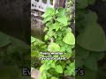 #explore #viral #trending #baby #love #plants #ajwainplant mexican mint Doddapatre Kashaya