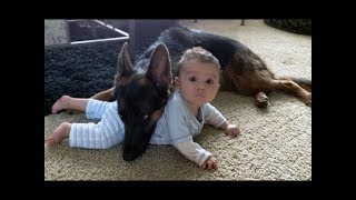 German Shepherd Protects Babies and Kids Compilation - The best Protection Dogs by Vines Motion 1,603,871 views 6 years ago 12 minutes, 9 seconds
