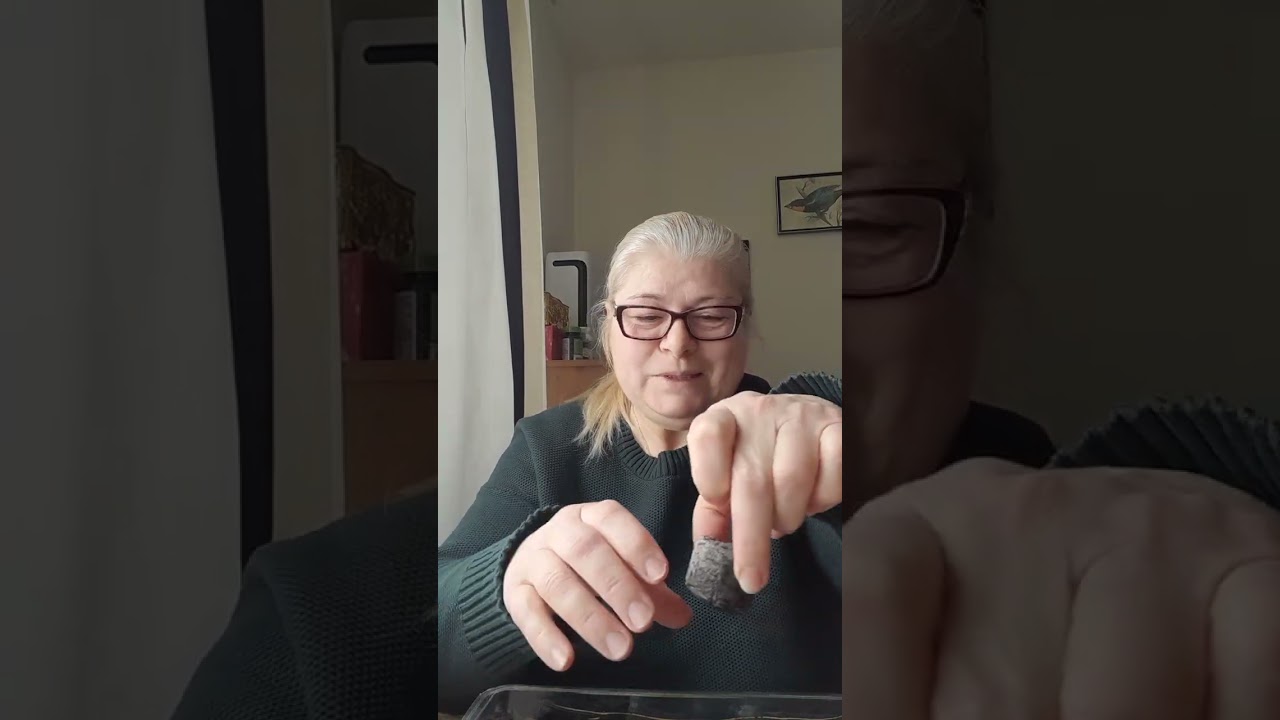 @Проросли мої перші #рослини - солодкі перці і баклажани...