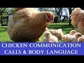 Chicken Communication: Calls, Body Language & what they mean