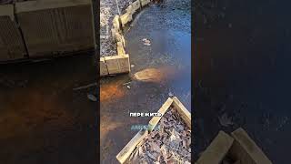 Как зимует крокодил #амитеш #животные #биология