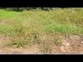 328 W TRIGG Memphis TN Presented By Andrea Moore 328 W TRIGG Memphis TN Presented By Andrea Moore