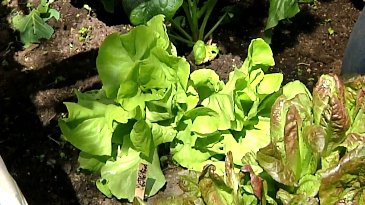 How to Grow Butterleaf Lettuce : Planting & Gardening Vegetables - YouTube