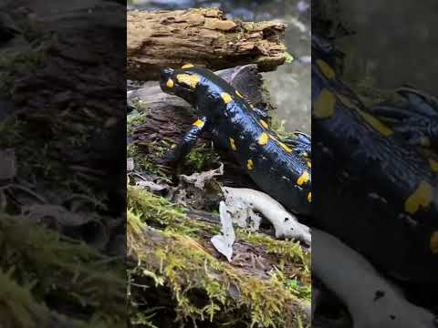 Fire Salamander, Salamandra Salamandra, Вогняна (Плямиста) Саламандра, Огненная Саламандра