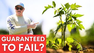 DON'T BUY THESE TOMATO PLANTS!