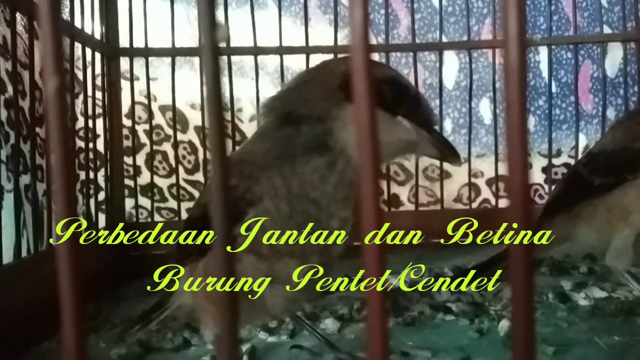 Cara mudah membedakan jantan dan betina burung pentet/cendet 