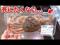 スーパーに売れ残っていた瀕死のカニを飼育してみると…